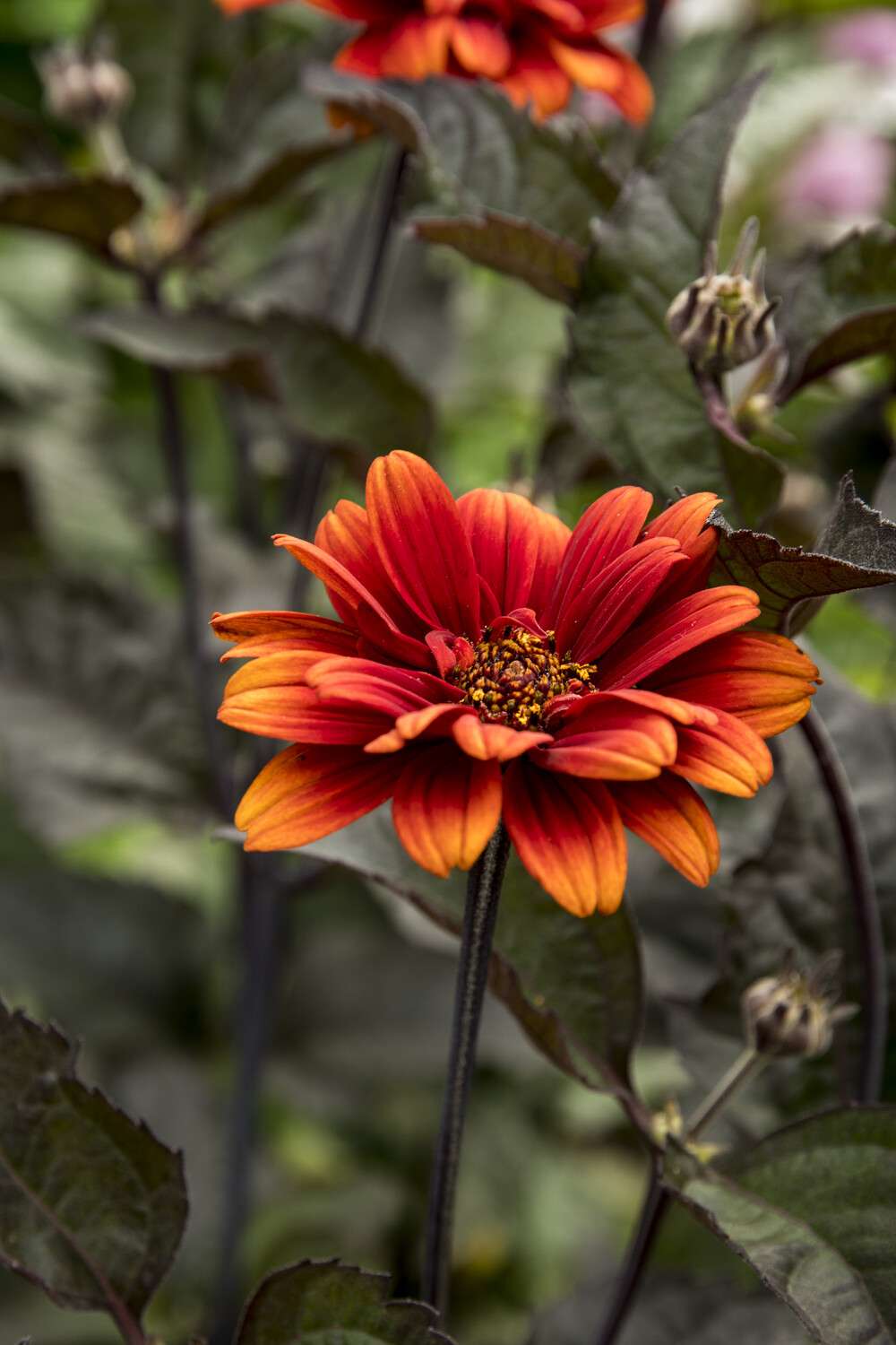 Soldagøje 'Bleeding Hearts'